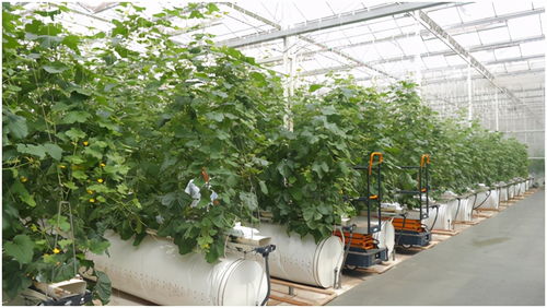 蘇寧家樂福簽約南通萬畝蔬菜基地，打造近場(chǎng)會(huì)員店新鮮短供應(yīng)鏈